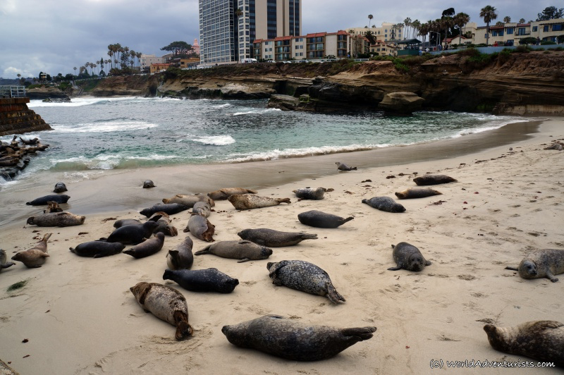 Free, easy walk. Watch the sea lions if in season
